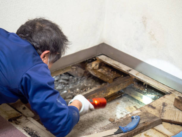 Best Black Mold Remediation in Mckinleyville, CA