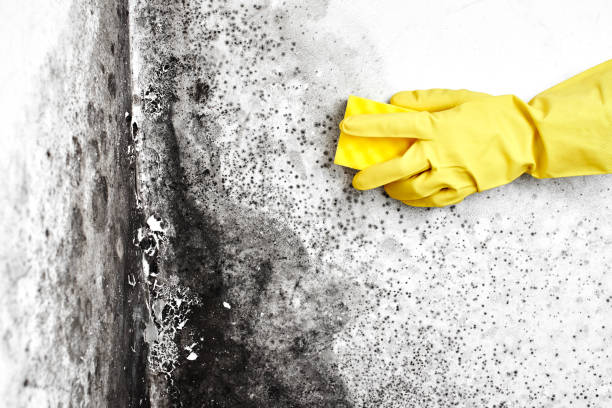 Best Industrial Mold Remediation in Mckinleyville, CA