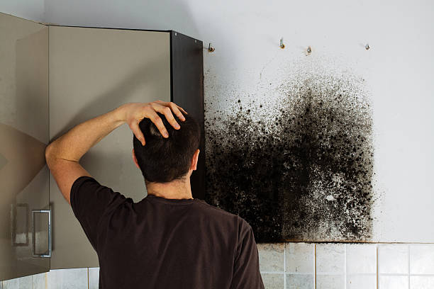 Best Residential Mold Remediation in Mckinleyville, CA