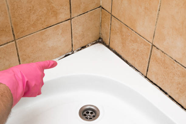 Best White Mold Remediation in Mckinleyville, CA